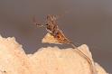 Uloborus_ZZ625_D7983_Z_89_North Stradbroke island_Australie